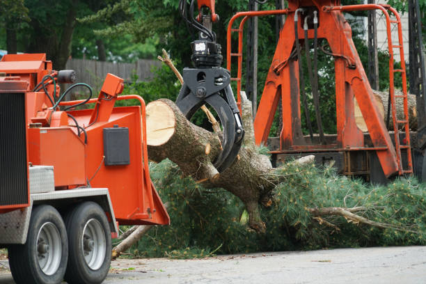 Best Tree Maintenance Programs  in Parma, ID